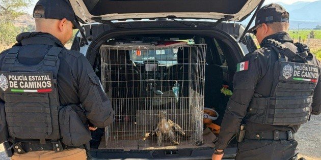 Policía Estatal de Caminos asegura un ejemplar de águila cola roja en Unión de Tula