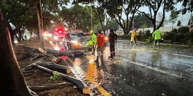 Tormenta en Guadalajara: Árboles caídos y daños tras fuerte lluvia