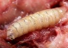 Gusano Barrenador: Qué Es, Síntomas, Prevención y Tratamiento en Humanos y Animales