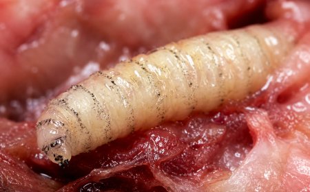 Gusano Barrenador: Qué Es, Síntomas, Prevención y Tratamiento en Humanos y Animales