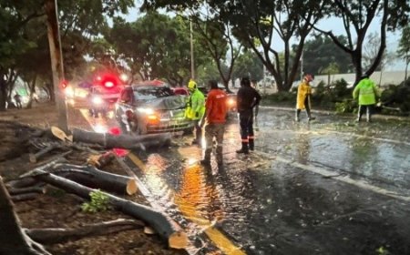 Tormenta en Guadalajara: Árboles caídos y daños tras fuerte lluvia