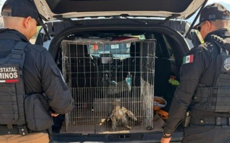 Policía Estatal de Caminos asegura un ejemplar de águila cola roja en Unión de Tula