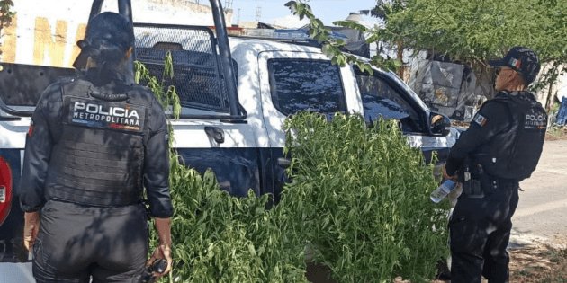 Tlajomulco: Desmantelan pequeño plantío de presunta marihuana en parque de Chulavista
