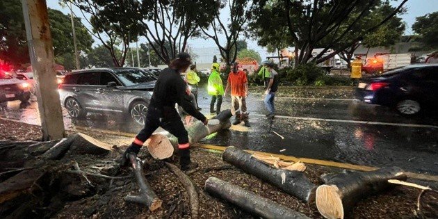 Tormenta en Guadalajara: más de 40 árboles caídos y daños por lluvias