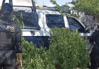Tlajomulco: Desmantelan pequeño plantío de presunta marihuana en parque de Chulavista