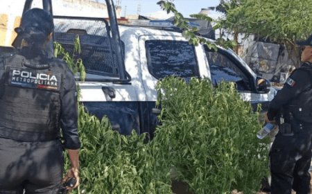 Tlajomulco: Desmantelan pequeño plantío de presunta marihuana en parque de Chulavista