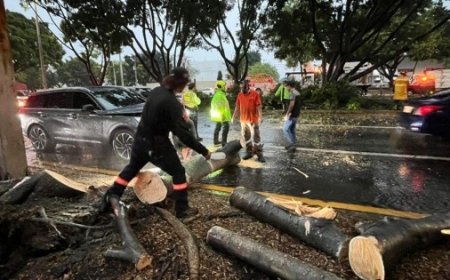 Tormenta en Guadalajara: más de 40 árboles caídos y daños por lluvias